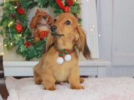 Kaninchen_Dachshund-9292