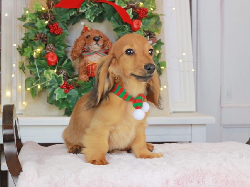 カニンヘンダックスフンド こなゆき&ジルベールの子犬 レッド 男の子（2）