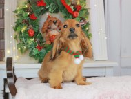 Kaninchen_Dachshund-9301