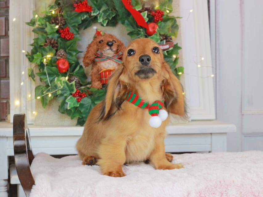 カニンヘンダックスフンド こなゆき&ジルベールの子犬 レッド 男の子（2）