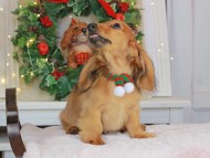 Kaninchen_Dachshund-9304