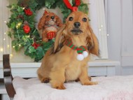 Kaninchen_Dachshund-9305