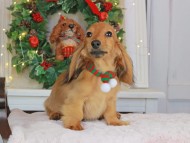 Kaninchen_Dachshund-9307