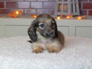 Kaninchen_Dachshund-9316