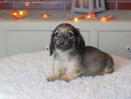 Kaninchen_Dachshund-9325
