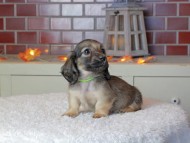 Kaninchen_Dachshund-9327