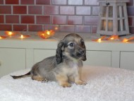 Kaninchen_Dachshund-9330 Kaninchen_Dachshund-9330