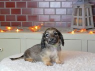 Kaninchen_Dachshund-9332 Kaninchen_Dachshund-9332