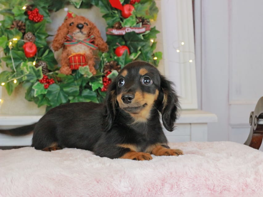 カニンヘンダックスフンド まる&ブルースの子犬 ブラックタン 男の子