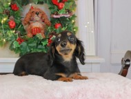 Kaninchen_Dachshund-9337 Kaninchen_Dachshund-9337