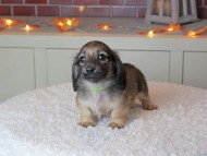 Kaninchen_Dachshund-9338 Kaninchen_Dachshund-9338