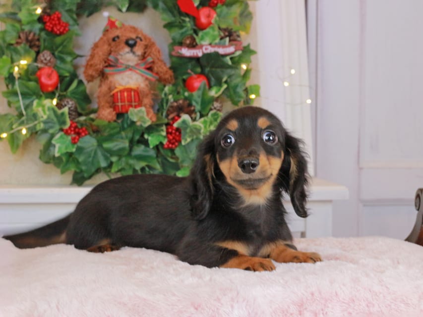 カニンヘンダックスフンド まる&ブルースの子犬 ブラックタン 男の子