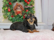 Kaninchen_Dachshund-9346