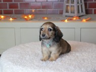 Kaninchen_Dachshund-9364