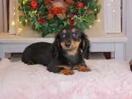 Kaninchen_Dachshund-9364