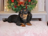 Kaninchen_Dachshund-9365 Kaninchen_Dachshund-9365