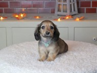 Kaninchen_Dachshund-9367