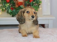 Kaninchen_Dachshund-9381 Kaninchen_Dachshund-9381