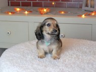 Kaninchen_Dachshund-9384