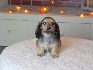 Kaninchen_Dachshund-9385