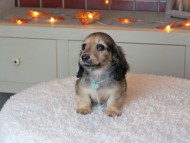 Kaninchen_Dachshund-9386