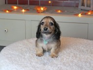 Kaninchen_Dachshund-9387