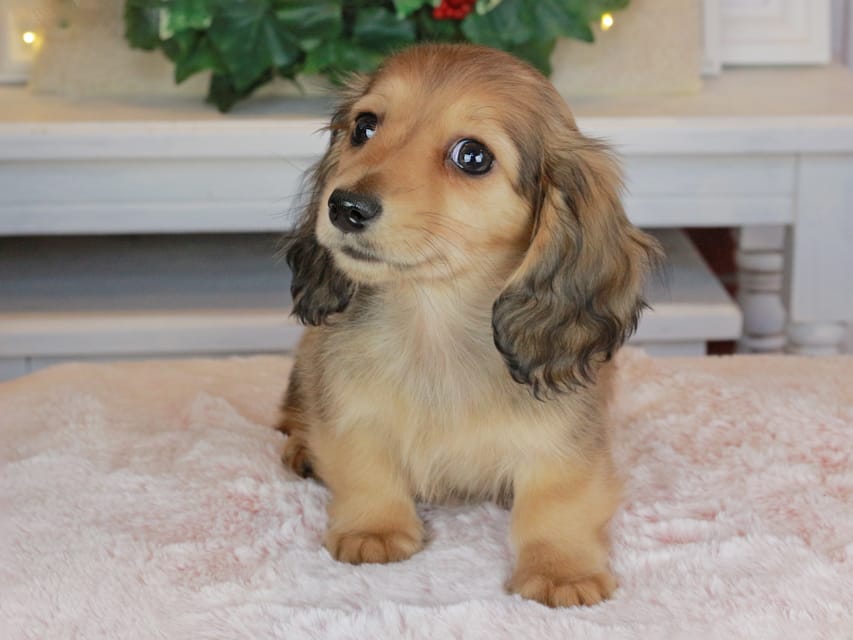 カニンヘンダックスフンド バンビ&ロックスの子犬 レッド 女の子