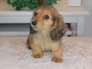 Kaninchen_Dachshund-9398 Kaninchen_Dachshund-9398