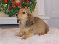Kaninchen_Dachshund-9419