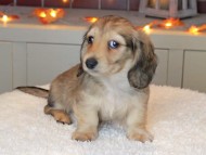 Kaninchen_Dachshund-9420