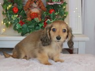 Kaninchen_Dachshund-9423