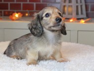 Kaninchen_Dachshund-9433 Kaninchen_Dachshund-9433