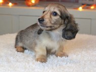 Kaninchen_Dachshund-9435