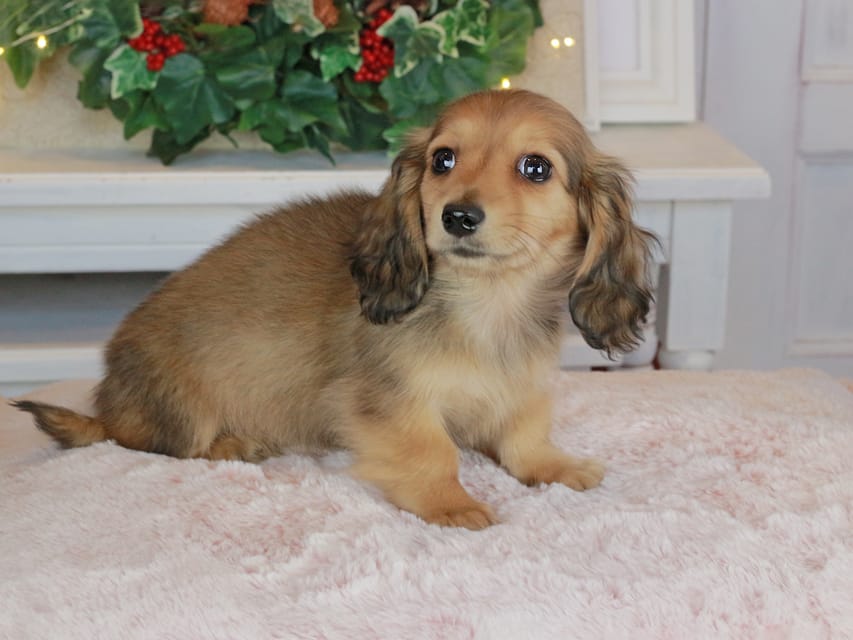 カニンヘンダックスフンド バンビ&ロックスの子犬 レッド 女の子