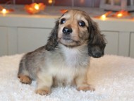 Kaninchen_Dachshund-9436