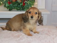 Kaninchen_Dachshund-9436