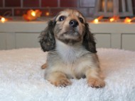 Kaninchen_Dachshund-9437
