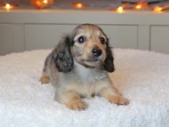 Kaninchen_Dachshund-9438