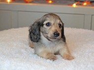 Kaninchen_Dachshund-9441