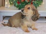 Kaninchen_Dachshund-9449