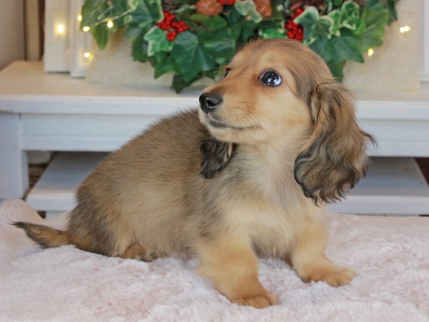 カニンヘンダックスフンド バンビ&ロックスの子犬 レッド 女の子