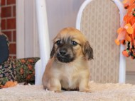 Kaninchen_Dachshund-9452