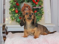 Kaninchen_Dachshund-9452