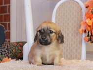 Kaninchen_Dachshund-9453