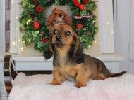 Kaninchen_Dachshund-9453