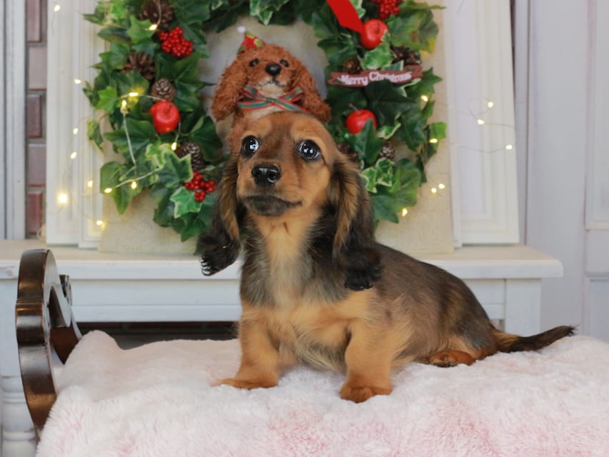 カニンヘンダックスフンド ミスト&竹千代の子犬 シェーデットレッド 女の子（1）