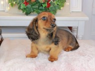 Kaninchen_Dachshund-9459