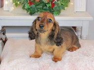 Kaninchen_Dachshund-9461