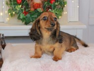 Kaninchen_Dachshund-9464