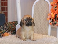 Kaninchen_Dachshund-9467
